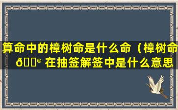 算命中的樟树命是什么命（樟树命 💮 在抽签解签中是什么意思 🐼 ）